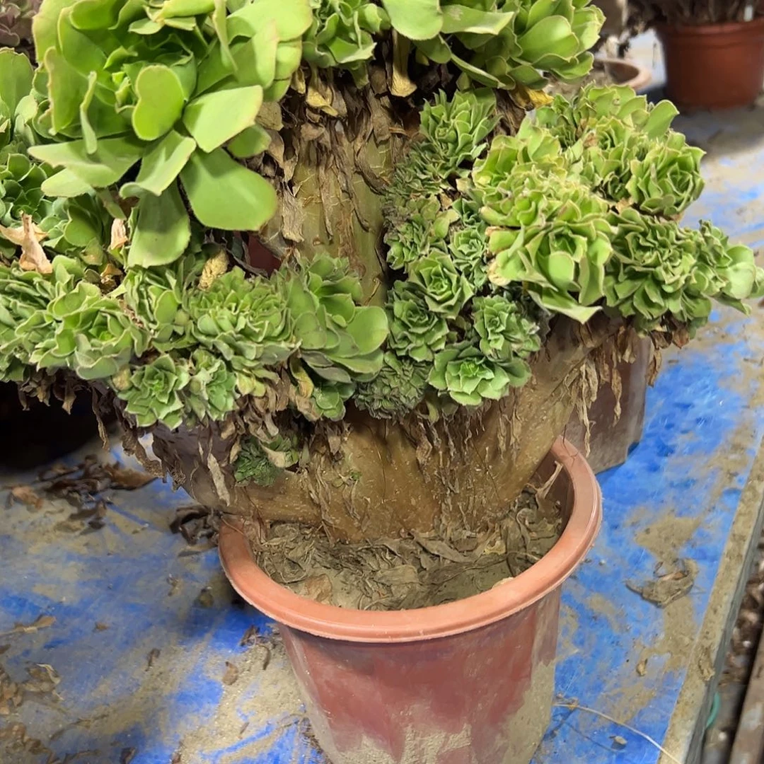 蝴***蝶多肉378植物绿羊绒缀花