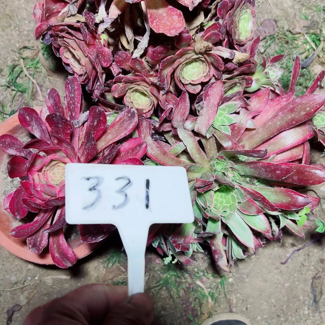 多肉植物组合3个