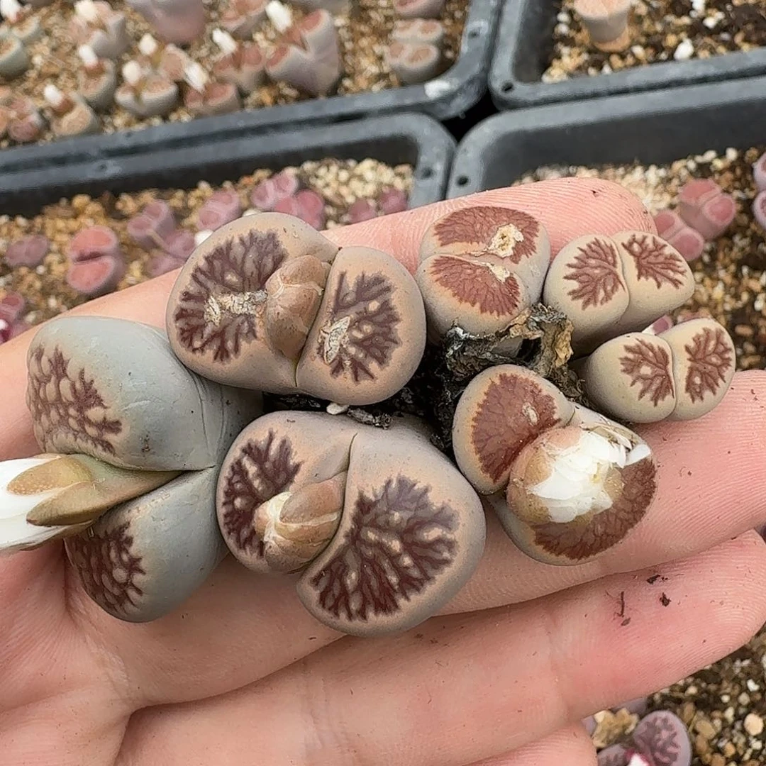 g***aD321美菊老母本多肉