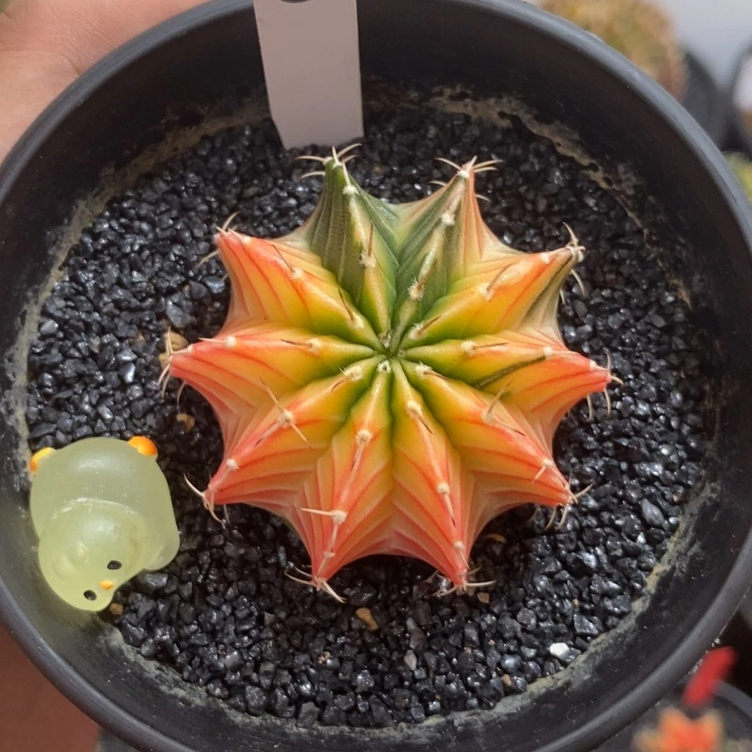 泰系肋骨锦—带盆土发货43