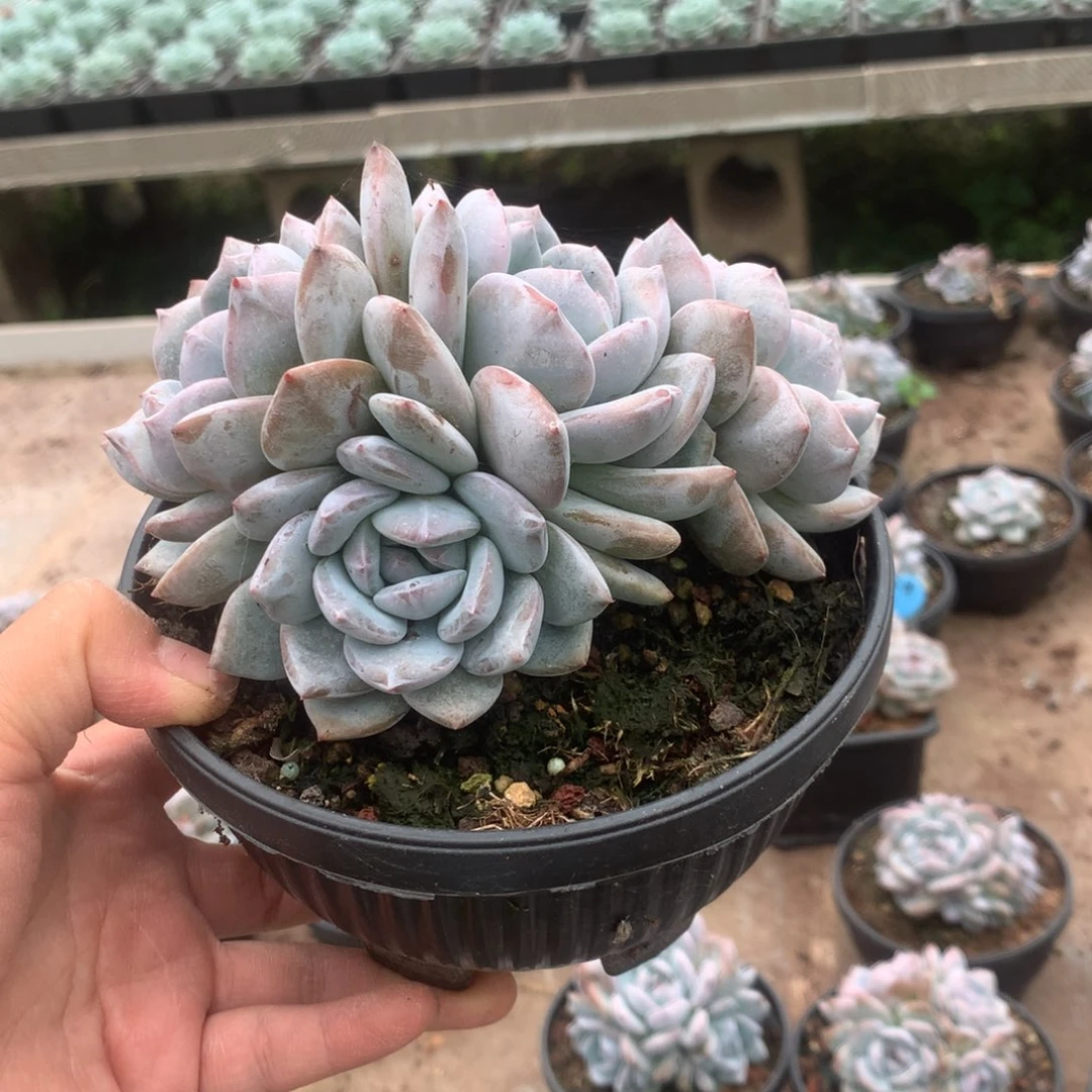 无花朵无砍哈哈哈哈哈哈10