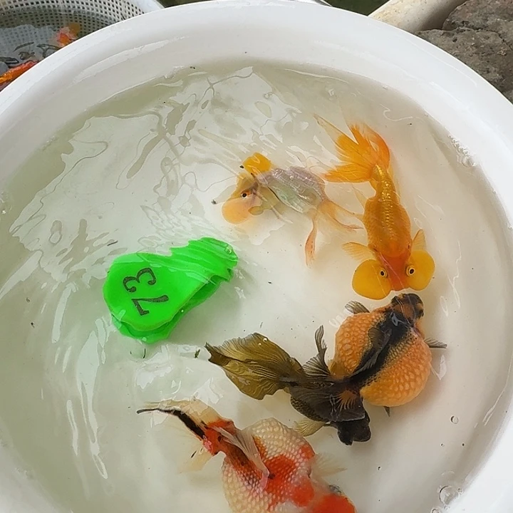 金鱼包邮包活到家