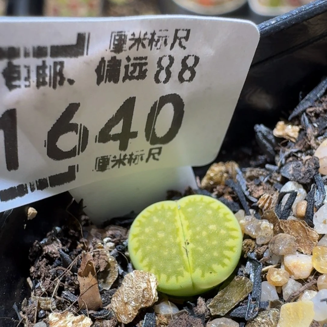 小***乖Sss生石花多肉1640