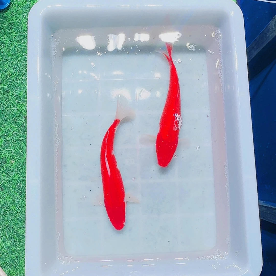 海水鱼血统锦鲤大放漏