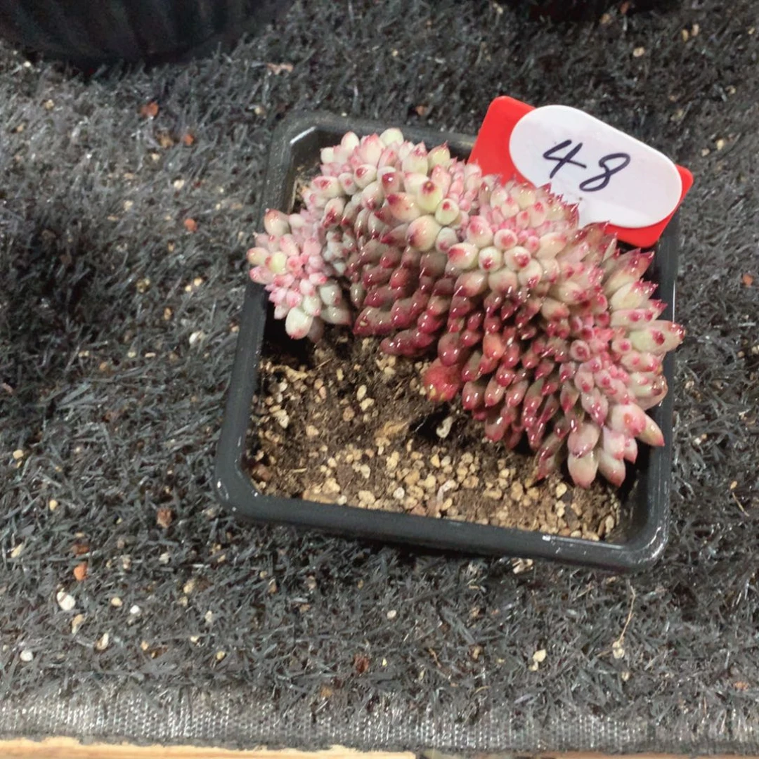 多肉植物车厘子缀