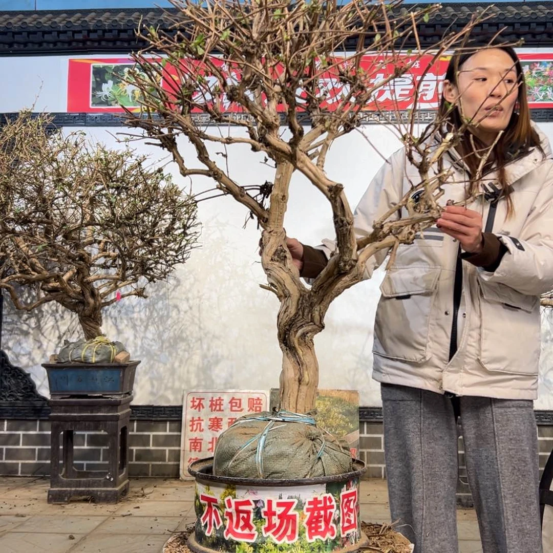 无花朵金银花23456455566