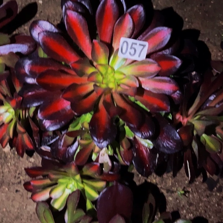 057凤冠中班多肉植物处理不售后