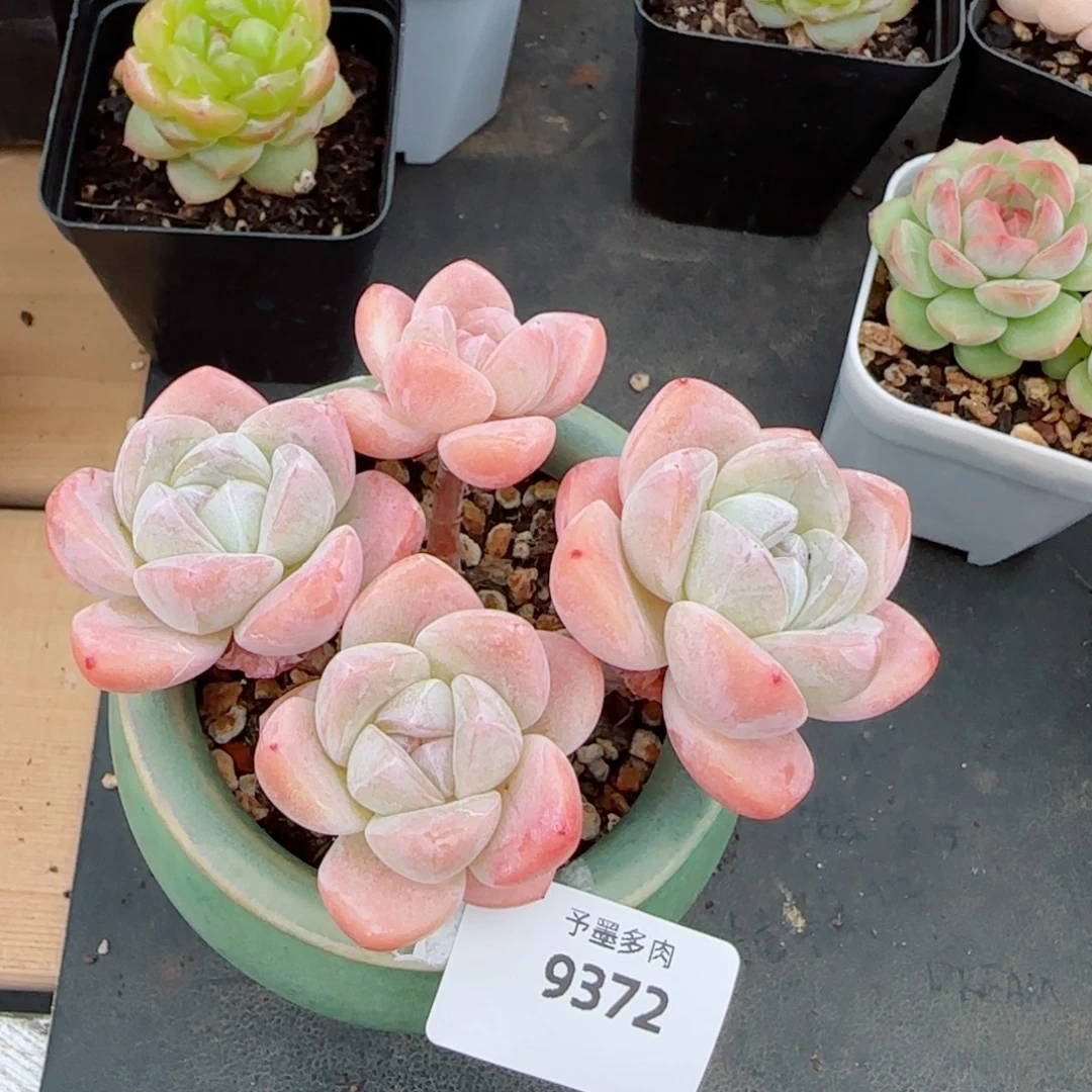 长杆子冰玉，9372多肉植物
