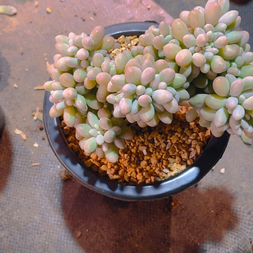 【闪购商品】于**呀11111111111