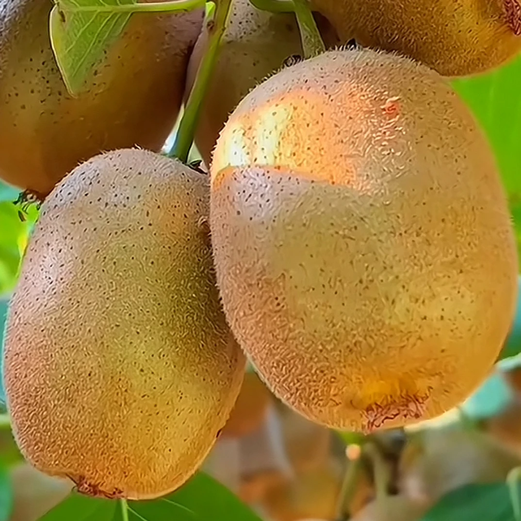 سۇرتلۇقمايمۇنشاپتۇلئالھدەسۇرت猕猴桃