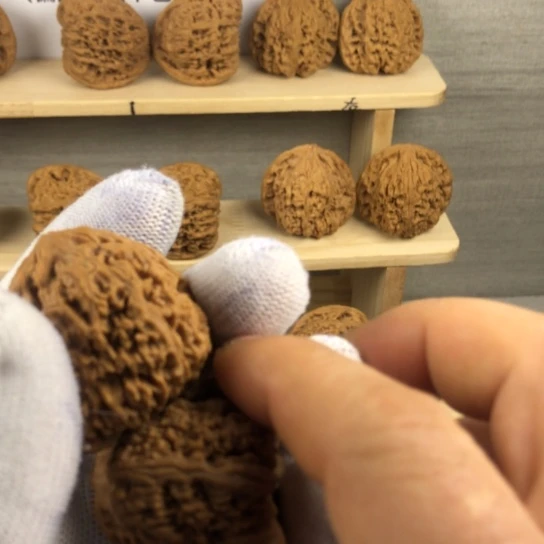 生***荐把件文玩核桃福利多多