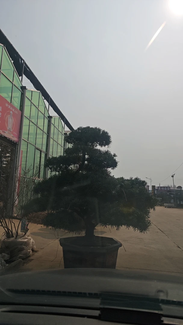 小别墅精品罗汉松