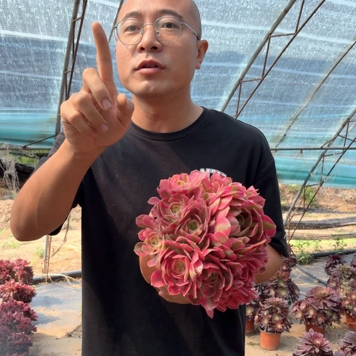 福利粉女巫好看好养