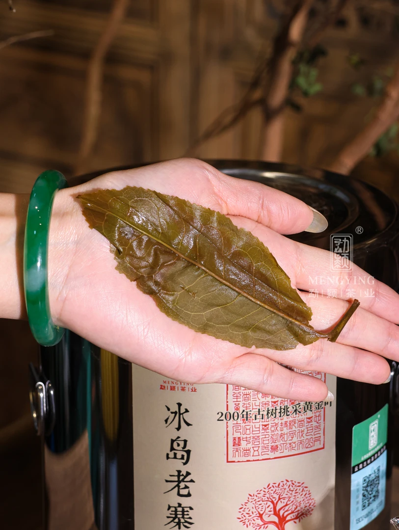 勐颖[2025冰岛老寨]黄金叶奶兰花香云南普洱茶古树春茶生茶250g