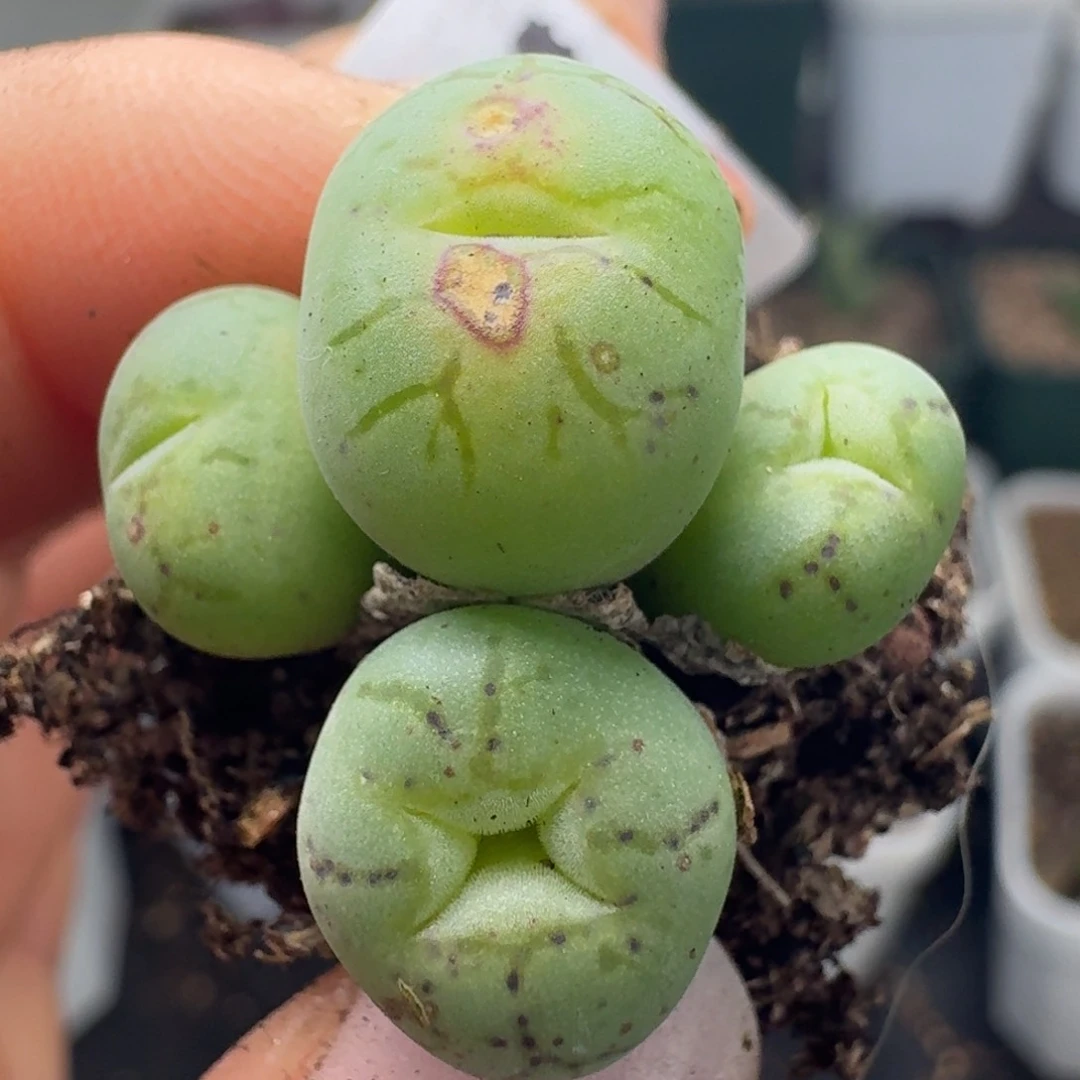 910四头0000000000000