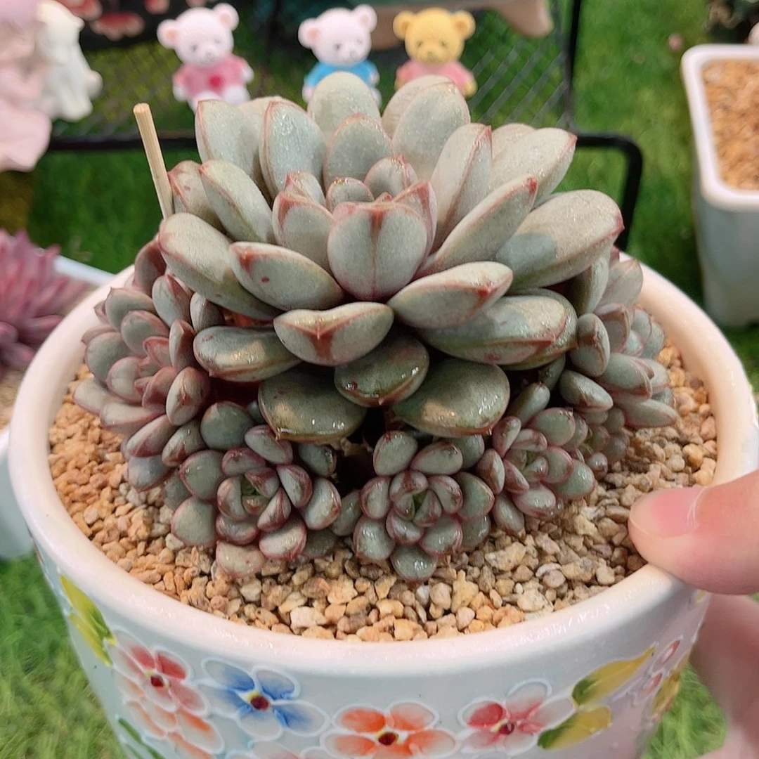 10捧1葡萄精品多肉