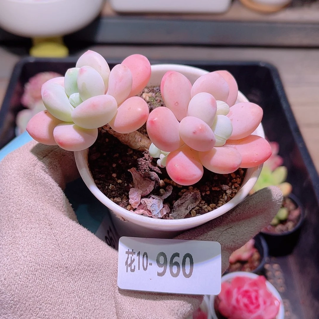 花利美10-960洛神