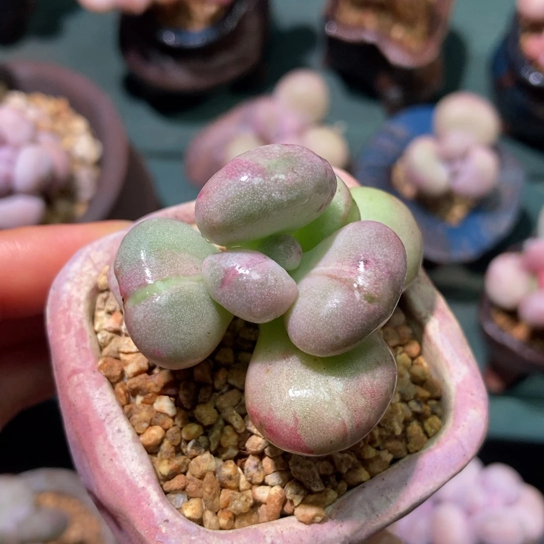 47油煎丸子多肉专拍