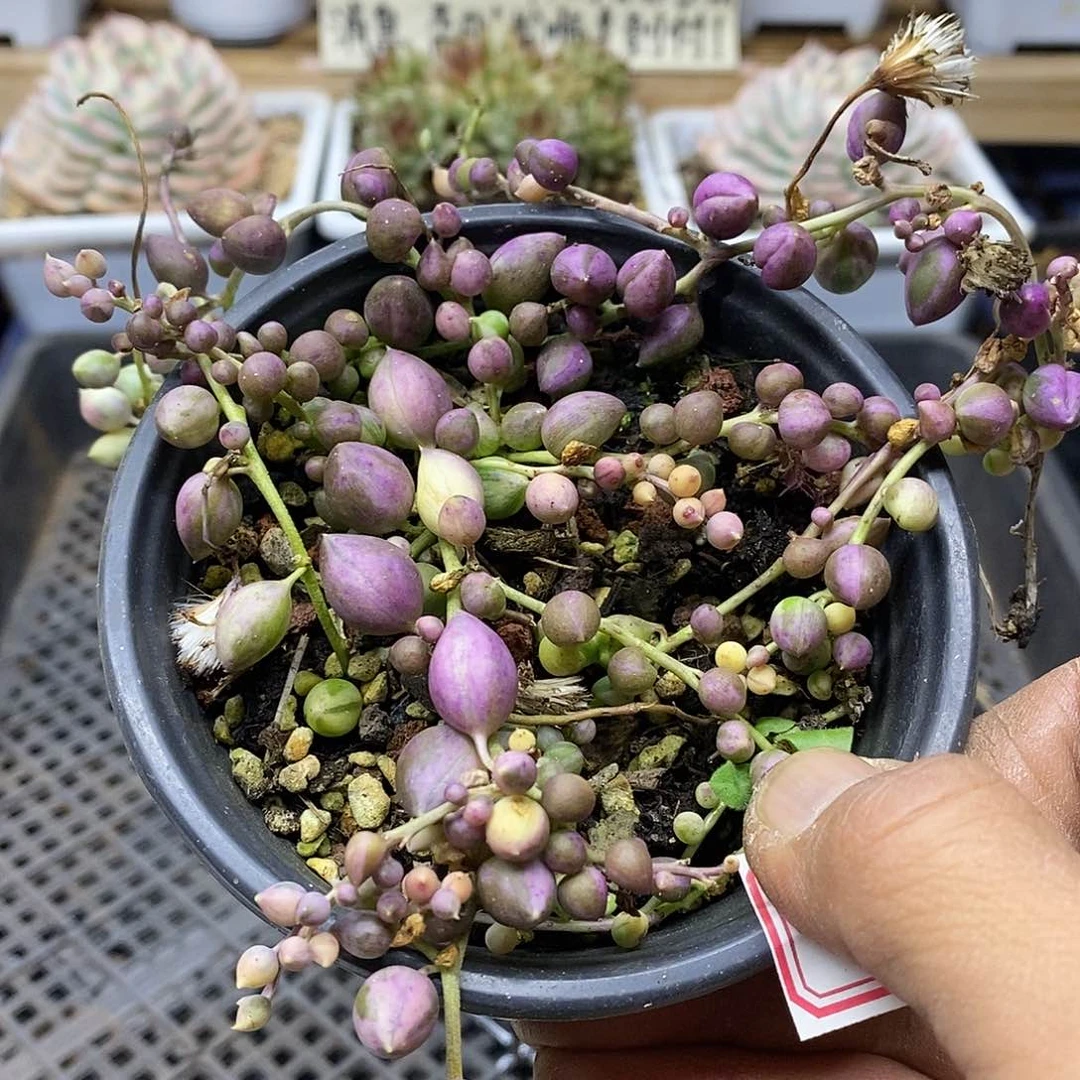 1865 福利佛珠锦