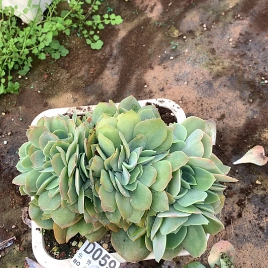 白玉兰缀化059 亏本处理退款拉黑7-8天发货