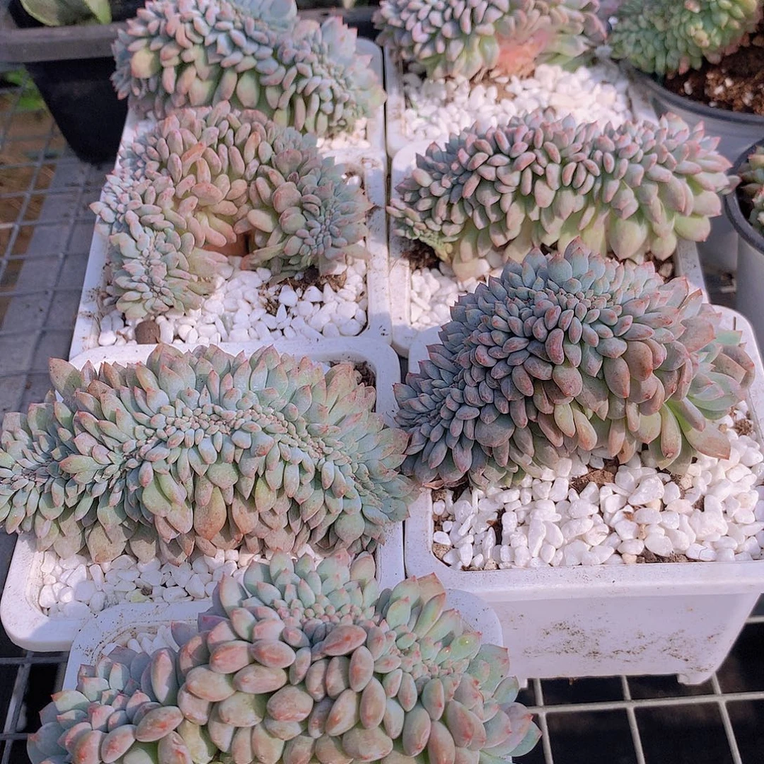石榴籽缀化457789999900