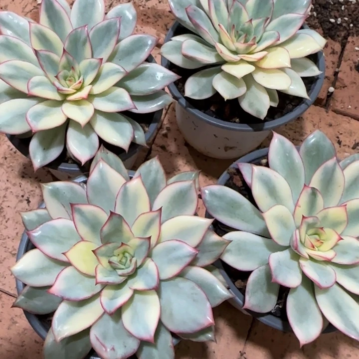 月光女神锦多肉植物的时候