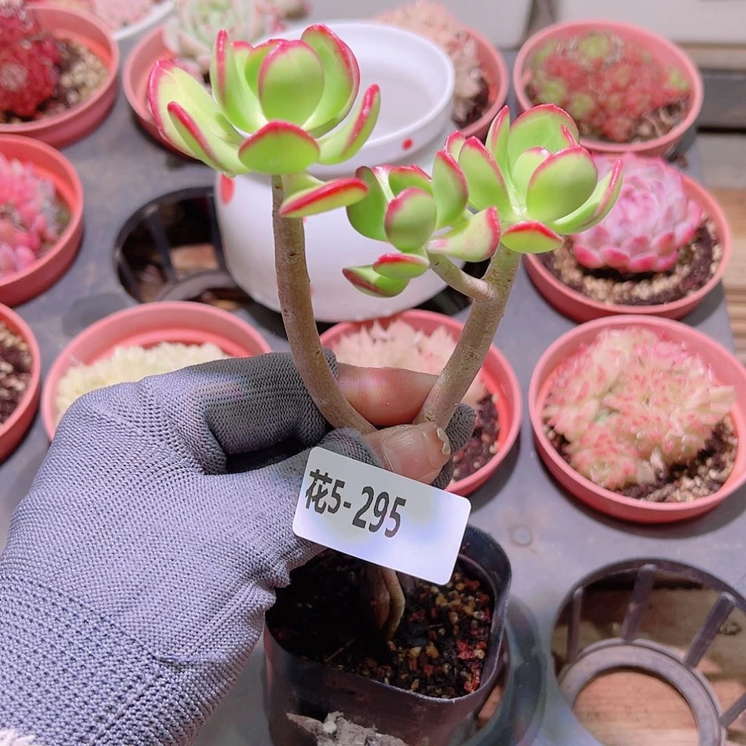 花05-295达摩宝珠