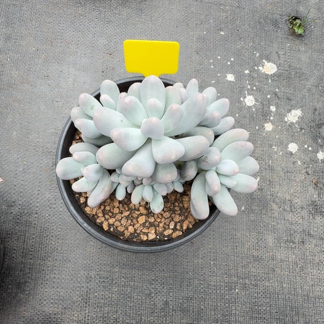 上****米可奶多肉植物寄养