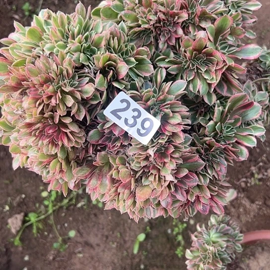 红***宝多肉植物一个女巫