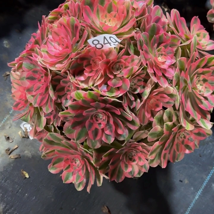 00000000849女巫多肉植物