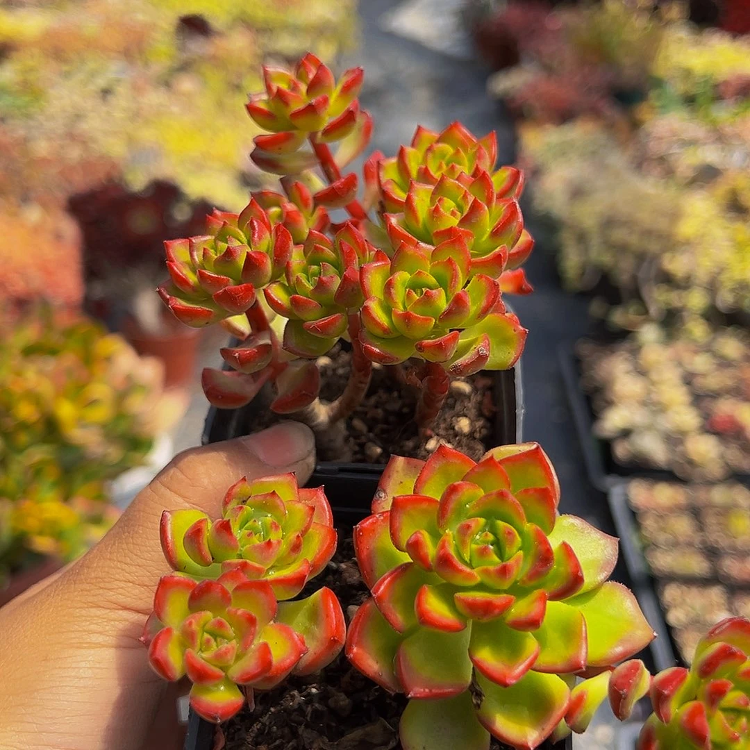 迪亚，一单两瓶，带盆带土发货