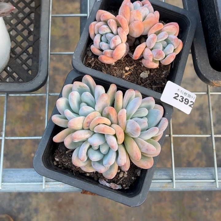 阿雅园艺。         2392香水