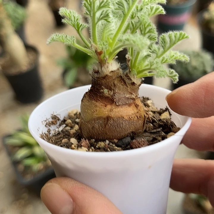 无花朵羽叶洋葵块根