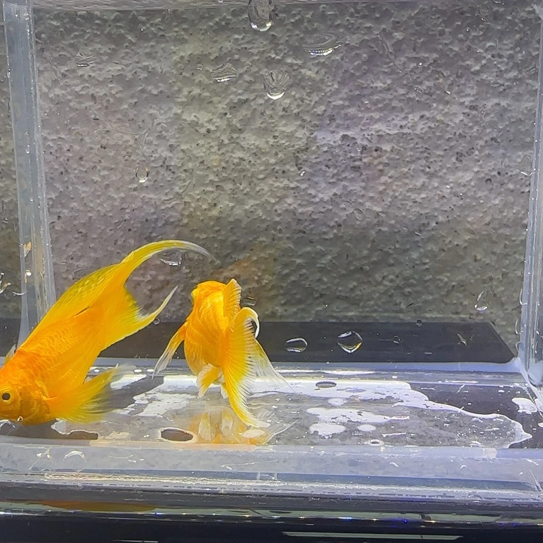 黑玛丽鱼黄金玛丽。75号