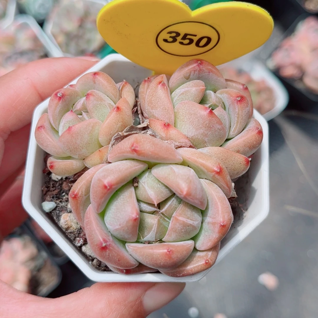 350号小老桩珍妮群