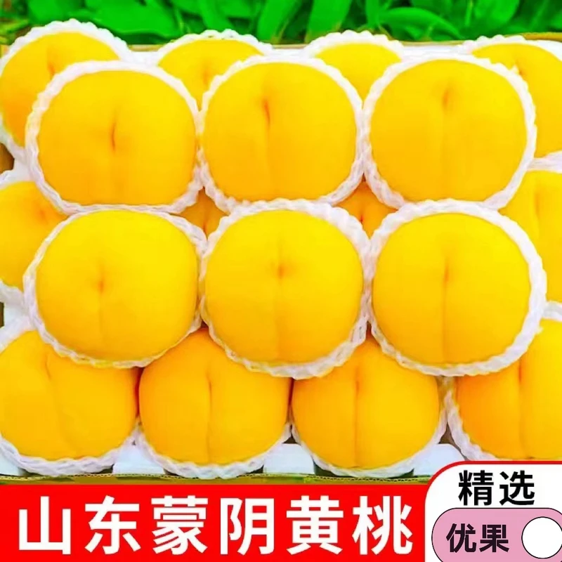【蒙阴直发】现摘现发正宗山东蒙阴黄毛桃新鲜黄桃当季水果蜜桃