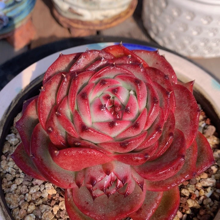 一物一拍脱土洛根发货157