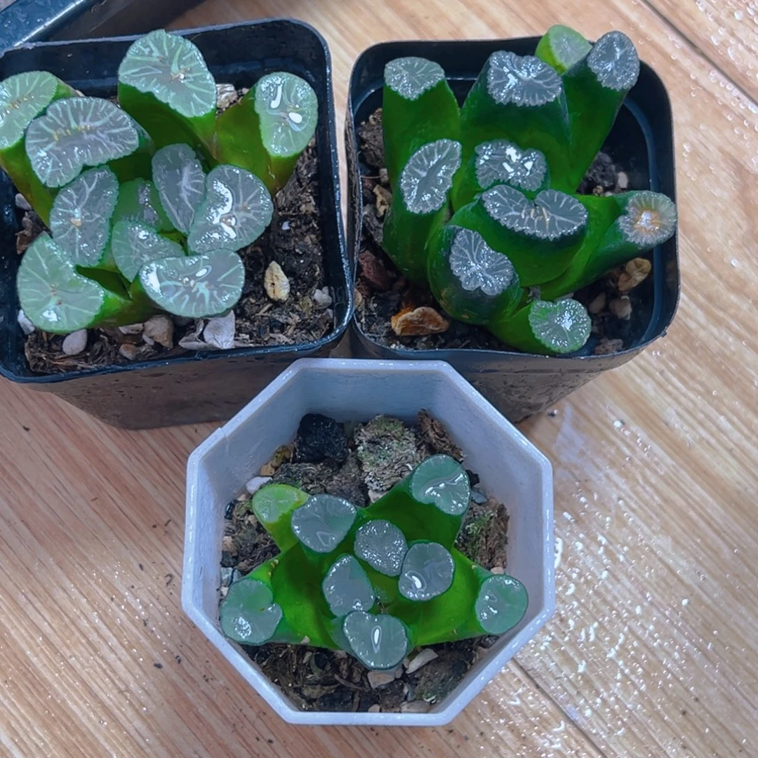 万象多肉多肉多肉一颗