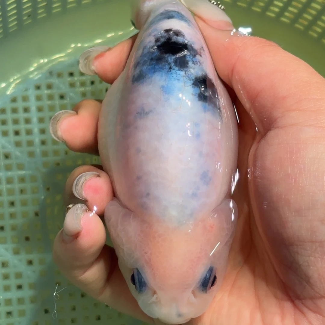 洋****金鱼不拍包装运费到付，拍包装包邮