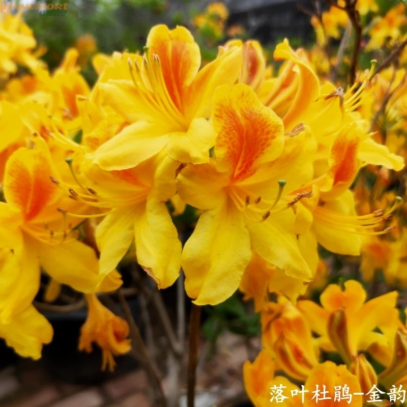 红梅园艺双旦专享带花苞落叶杜鹃-金韵（12cm盆）南北适宜耐热耐寒