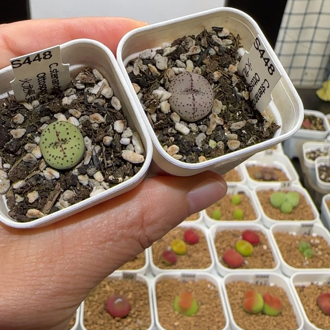 加**椒肉锥多肉植物百科-火龙果安贞1066