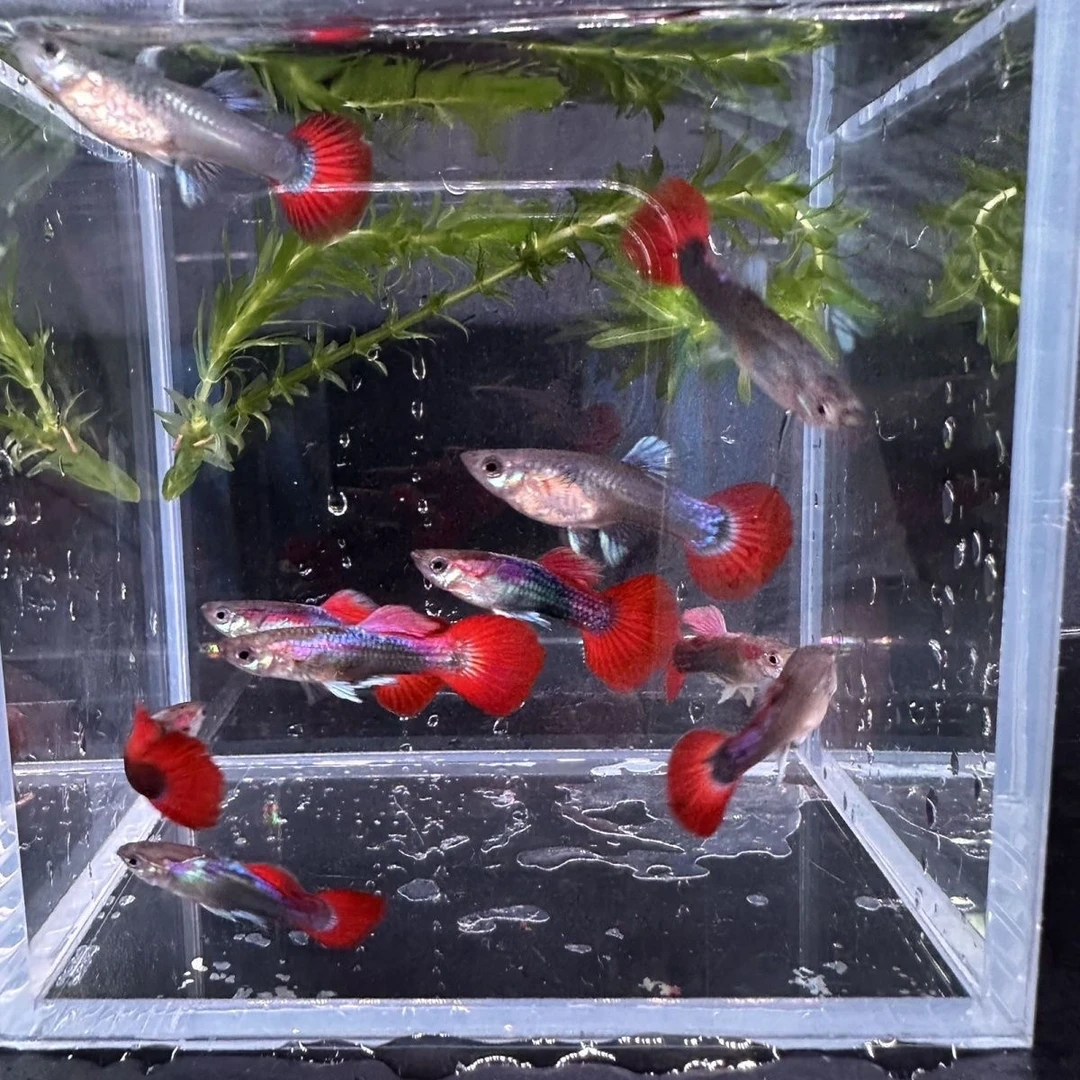 孔雀鱼红扇新手练手福利16+4备损20条，24+6备损30条