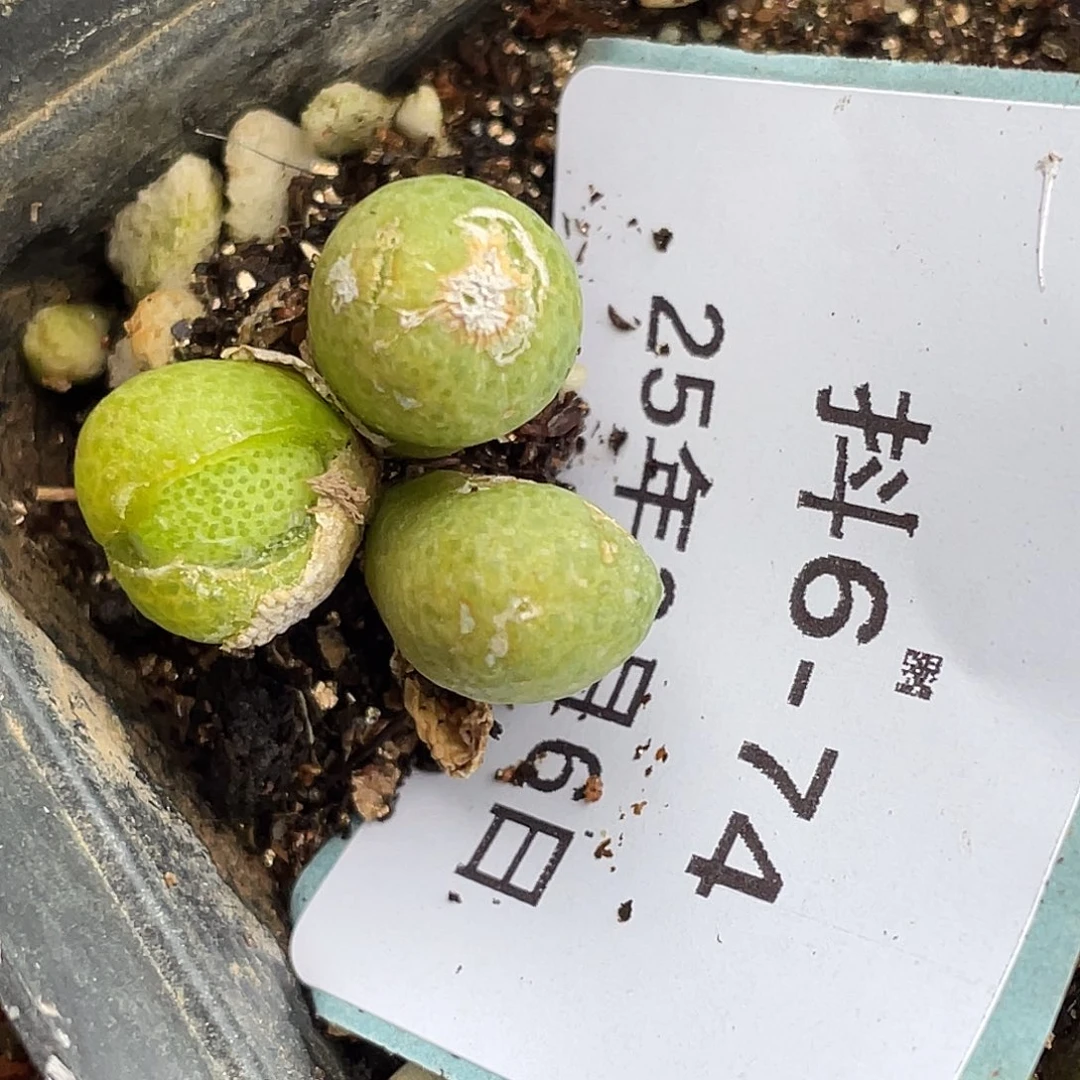 6-74玉米多肉植物