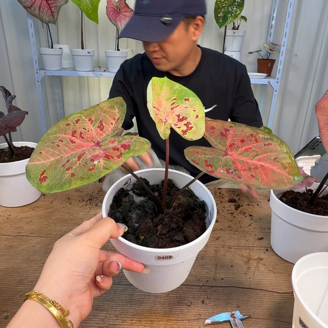 1***无花朵芭提雅   0630
