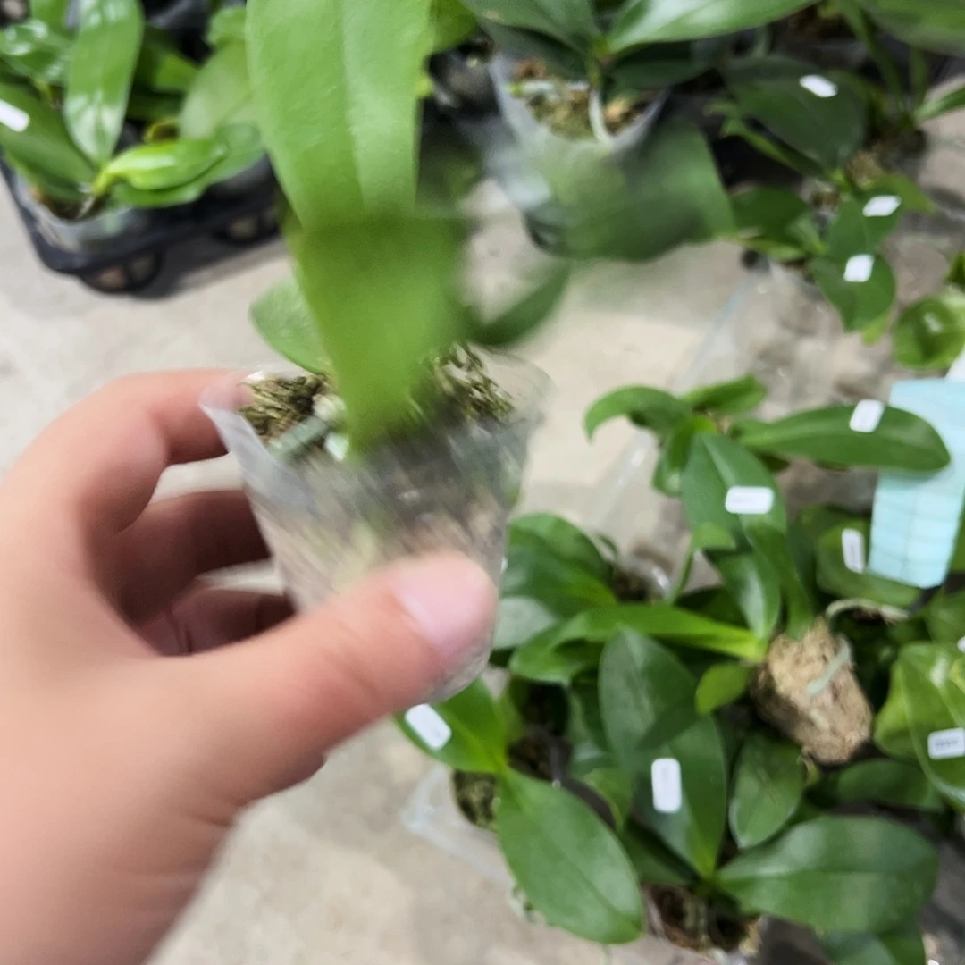 当前无花栽培后可以开花1.7金树二代'随订单发货