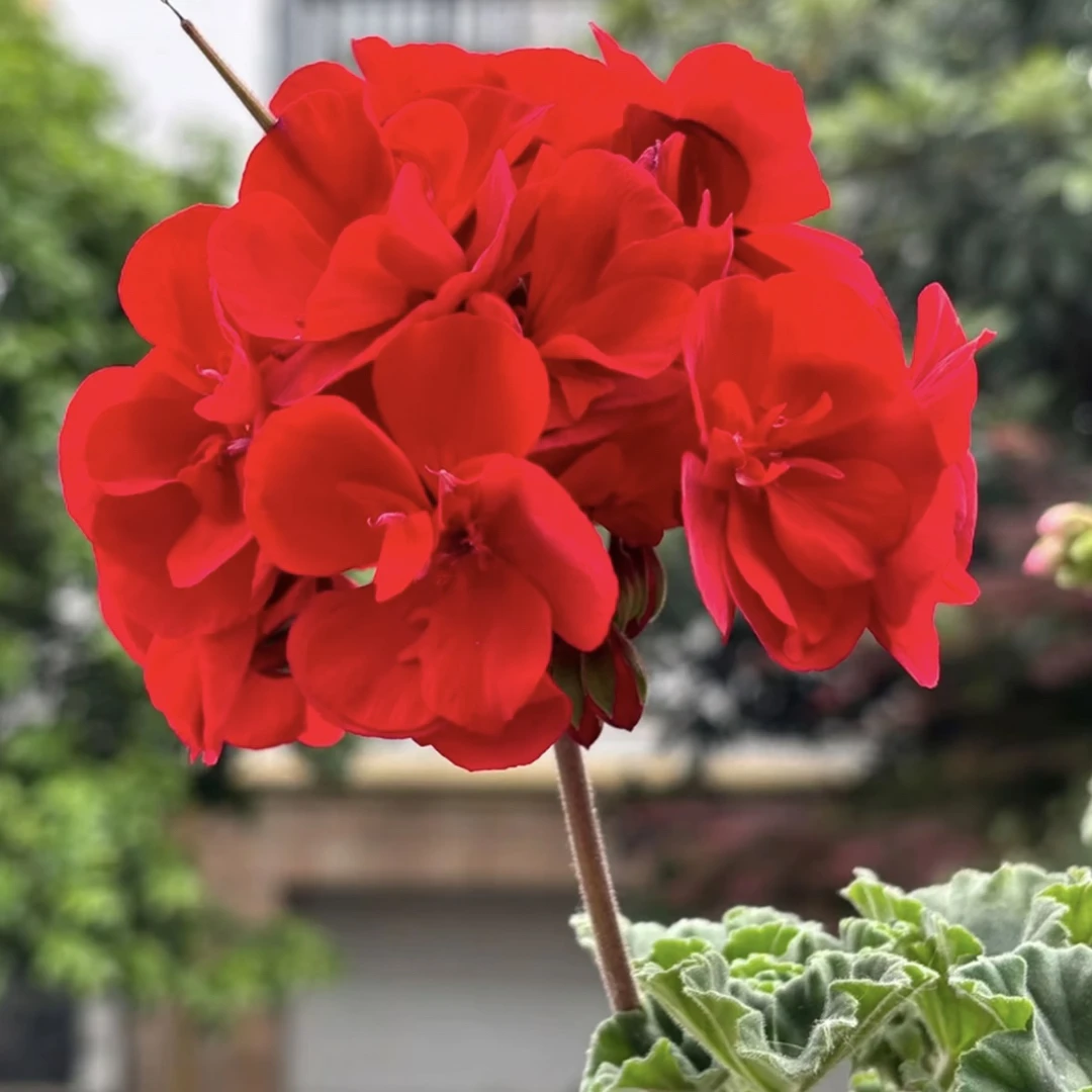 【红丝绒】直立-天竺葵包邮