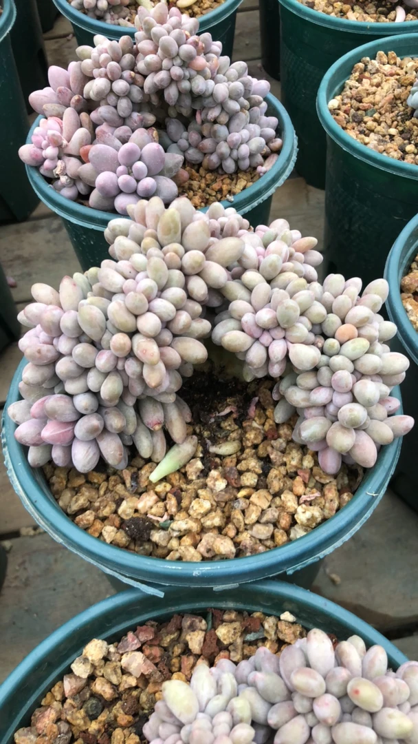 小笼包专拍汤圆多肉