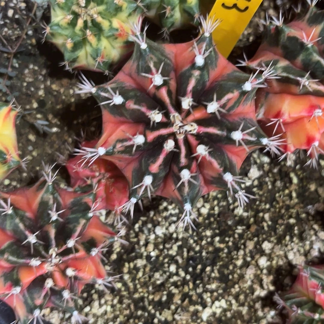 兰***鱼L643-1007泰国发货