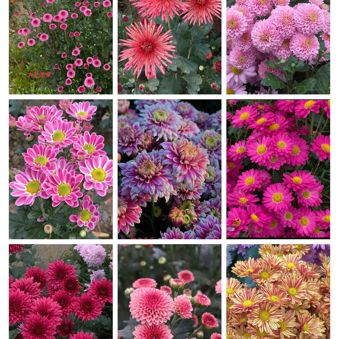 花屿时光 切花菊小苗混色 20棵20色 颜色随机 送二棵备损