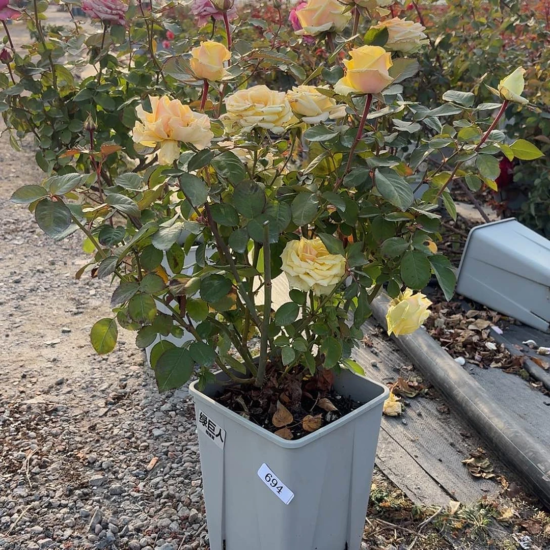 当前无花朵，栽培后可花朵694